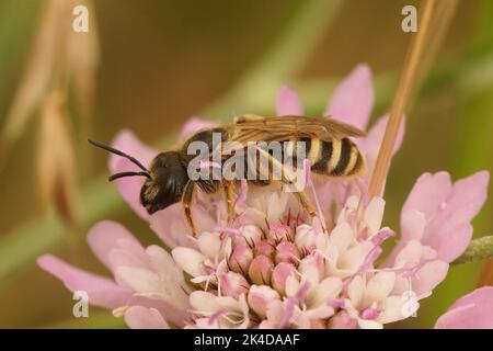 Colorido primer plano en una gran hembra bandada de abeja furriow, sentado en una flor escabrosa Foto de stock