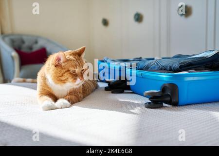El equipaje de embalaje en una maleta, el gato tumbado en la cama Foto de stock