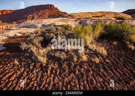 Corteza de suelo criptobiótica o crytpogámica con arenisca del borde blanco en el camino del borde blanco en el parque nacional de Canyonlands, Utah. Foto de stock