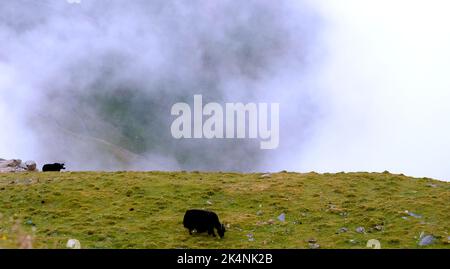 Un par de yaks negros pastando en una colina rural sobre las nubes Foto de stock