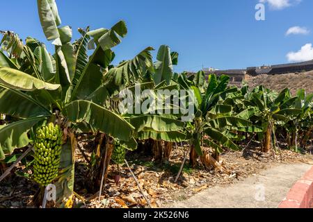 Plantación bananera con un montón de palmeras en las Islas Canarias, España Foto de stock