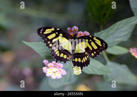 La mariposa malaquita amarilla y negra Siproeta stelenes es una mariposa neotropical de patas rojas (familia Nymphalidae). Foto de stock