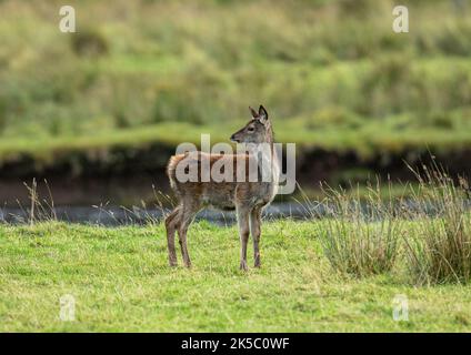 Un joven ciervo rojo (Cervus elaphus) , muy mullido , por el río en el Highland Glen . Scottland , Reino Unido Foto de stock