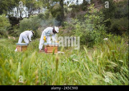 Apicultores revisando colmenas en un prado. Foto de stock