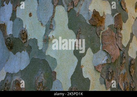 Textura de la corteza del árbol del plano londinense. Fondo abstracto de tronco de árbol. Foto de stock