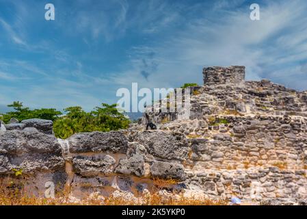 Lagarto Iguana en ruinas antiguas de Maya en la Zona Arqueológica El Rey cerca de Cancún, Yukatan, México. Foto de stock