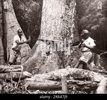 1940s África Oriental Uganda - Bosque de Budongo, talando y aserrando árboles de caoba Fotografía de un oficial de reclutamiento del ejército británico estacionado en África Oriental y Oriente Medio durante la Segunda Guerra Mundial