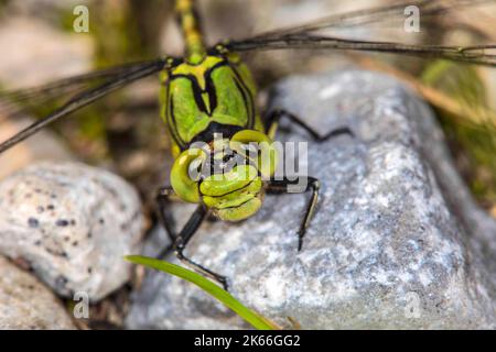 Libélula, serpentina verde (Ophiogomphus serpentinus Snaketail, Ophiogomphus cecilia), retrato, Alemania Foto de stock