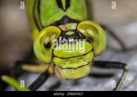 Libélula, serpentina verde (Ophiogomphus serpentinus Snaketail, Ophiogomphus cecilia), retrato, Alemania Foto de stock
