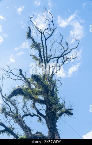 Un plano vertical de ángulo bajo de una musgosa alta con ramas rotas Foto de stock