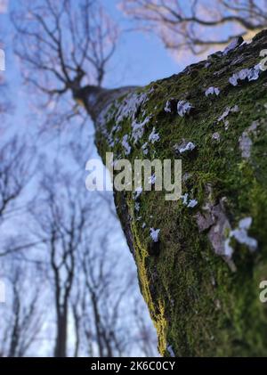Toma vertical de ángulo bajo de un árbol alto con ramas secas Foto de stock
