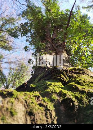 Toma vertical de ángulo bajo de un árbol con musgo con hojas verdes Foto de stock