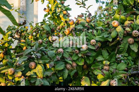 Frutos medlares en una rama. Frutos medlares maduros en la corona del árbol sobre las ramas. Foto de stock