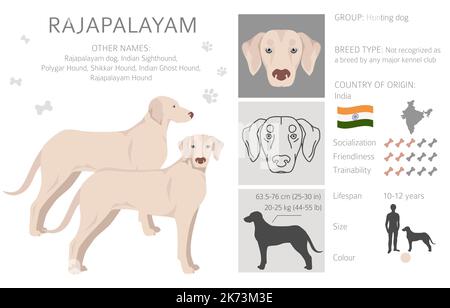 el rajapalayam tiene una enfermedad infecciosa