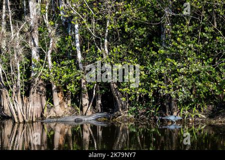 Ochopee, Florida. Cocodrilo americano 'Alligator missippiensis' y la Garza Azul pequeña, Egretta caerulea juntos en un pantano en los Everglades. Foto de stock