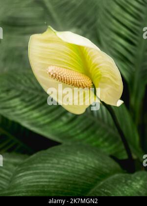 Flor de Spathiphyllum. Flor blanca de spath o lirio de paz entre hojas verdes. Foto de stock
