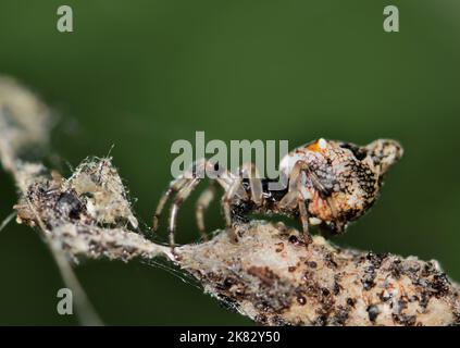 Trashline Orbtejedor araña (Cyclosa turbinata) camuflado en las cáscaras de los insectos de la tela de las víctimas pasadas. Se encuentra en los EE.UU. Y otros países. Foto de stock