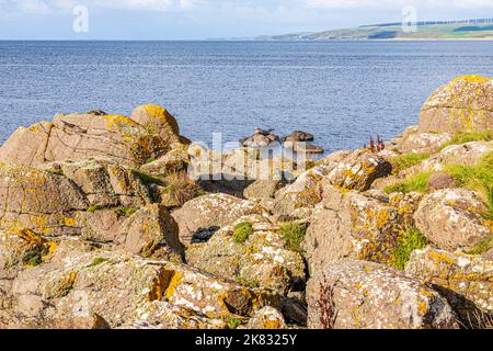 Liquen en rocas en la bahía de Machrihanish en la península de Kintyre, Argyll y Bute, Escocia Reino Unido - Observe el sello transportado.