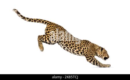 Vista lateral de un salto de leopardo moteado, panthera pardus, aislado sobre blanco Foto de stock