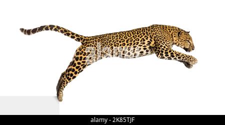 Vista lateral de un salto de leopardo moteado, panthera pardus, aislado sobre blanco Foto de stock