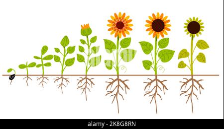 Etapas de floración Imágenes recortadas de stock - Alamy