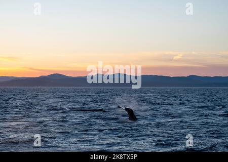 una mosca de la ballena es todo lo que se ve mientras se sumerge desde la superficie. Mar Salish, fuera de Victoria, Columbia Británica, Canadá. Foto de stock
