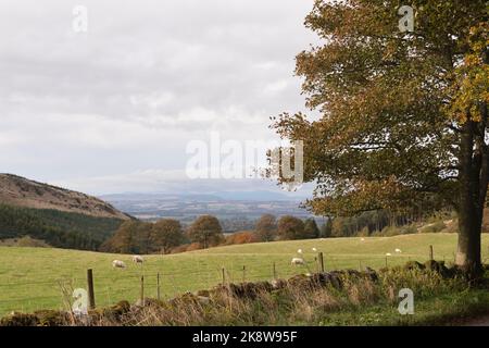 Una vista otoñal desde Ballo Woods en las Sidlaw Hills mirando hacia el noroeste a través de tierras de labranza hacia Coupar Angus y las colinas más allá Foto de stock