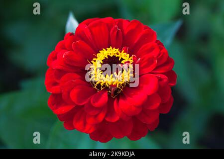 Flor de zinnia roja, foto macro. Es un género de plantas de la tribu Heliantheae perteneciente a la familia Asteraceae Foto de stock