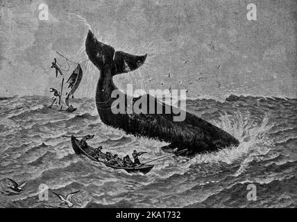 Una tripulación ballenera utiliza una bomba de lanza para matar a un cachalote Foto de stock