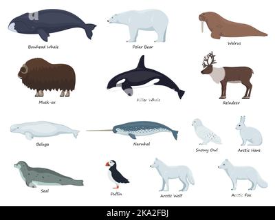 Set de animales polares árticos y antárticos. Pingüino, oso polar, foca,  reno, ballena, buho, albatros, frailecillo, morsa, zorro ártico y yak.  Ilustración de vector. Stock Vector