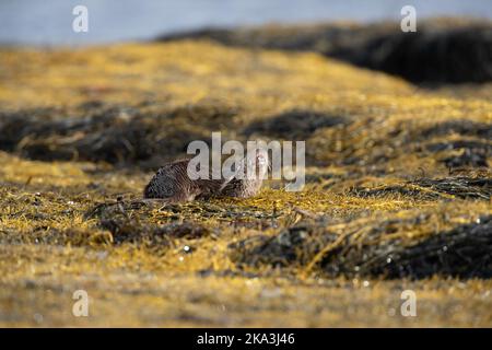 Nutria en la Isla de Mull, costa oeste de Escocia, en las Hébridas Interiores, mostrando diversos comportamientos y poses en la maleza marina a lo largo de la orilla. Foto de stock