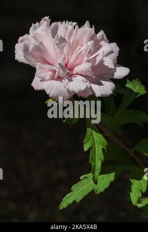 Vista de primer plano de flor blanca y rosa de hibisco syriacus aka altea arbusto aislado al aire libre en luz solar brillante sobre fondo natural oscuro Foto de stock