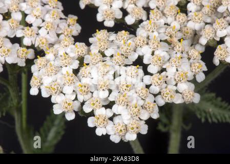 Yarrow (Achillea millefolium) inflorescencia en primer plano para mostrar la disposición compuesta de flores de rayo y disco en un capitulum plano, Berkshire, A Foto de stock