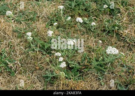 Yarrow (Achillea millefolium) duro y verde, con flores blancas que survían en pastos secos y áridos en una larga y calurosa sequía de verano, Berkshire, agosto de 202 Foto de stock