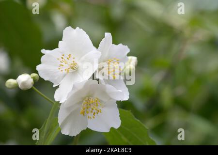 Huele a jazmín fotografías e imágenes de alta resolución - Alamy