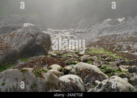 Algas y rocas resbaladizas que pronto serán cubiertas por la marea entrante en un día con niebla. Foto de stock