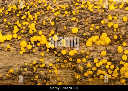 Hongo disco de limón (Bisporella citrina) comúnmente conocido como copas de hadas amarillas o discos de limón Foto de stock