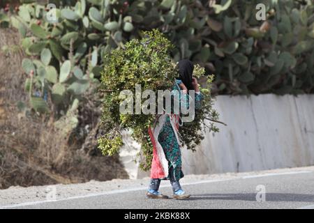 Mujer llevando un gran manojo de ramas de olivo a una prensa de olivo mientras camina a lo largo de una carretera en lo alto de las montañas Rif (montañas Riff) cerca de la ciudad de Chefchaouen, Marruecos, África el 29 de diciembre de 2015. (Foto de Creative Touch Imaging Ltd./NurPhoto) Foto de stock