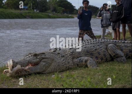 Cocodrilo comiendo pollo vivo fotografías e imágenes de alta resolución -  Alamy