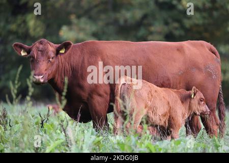 vaca angus con su becerro succionando leche en un prado con hierba verde Foto de stock