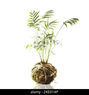 kokedama con fibra de coco cuidados