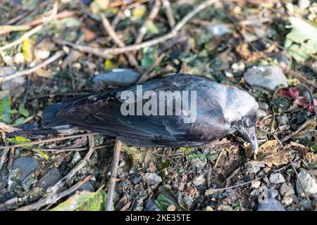 acampar Automáticamente Pendiente Pájaro Negro muerto congelado en la nieve Fotografía de stock - Alamy