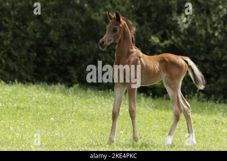 Arabian Horse potro Foto de stock