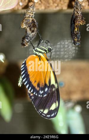 Mariposa de punta oxidada Page (Siproeta epaphus) en la Finca Mariposa Mindo Mariposario, Valle de Mindo, Ecuador Foto de stock