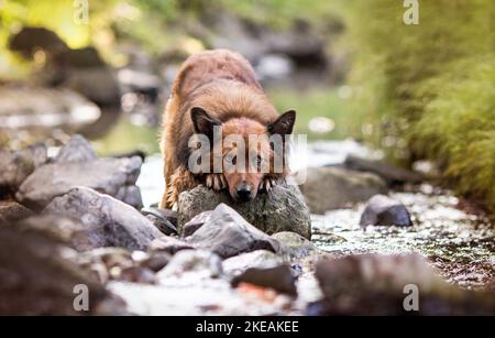 miente Harz Fox Foto de stock