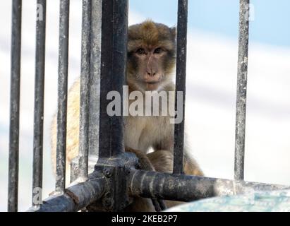 Un mono salvaje mira a través de una valla en Gibraltar, Reino Unido el miércoles, 2 de noviembre de 2022. Estos monos son la única población de monos salvajes en el continente europeo. También se les conoce por su nombre de especie de macaco de barbería. Crédito: Ron Sachs/CNP Foto de stock