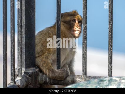 Un mono salvaje agarra una valla en Gibraltar, Reino Unido el miércoles, 2 de noviembre de 2022. Estos monos son la única población de monos salvajes en el continente europeo. También se les conoce por su nombre de especie de macaco de barbería. Crédito: Ron Sachs/CNP Foto de stock