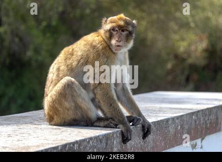 Un mono salvaje se sienta en una pared en Gibraltar, Reino Unido, el miércoles, 2 de noviembre de 2022. Estos monos son la única población de monos salvajes en el continente europeo. También se les conoce por su nombre de especie de macaco de barbería. Crédito: Ron Sachs/CNP Foto de stock