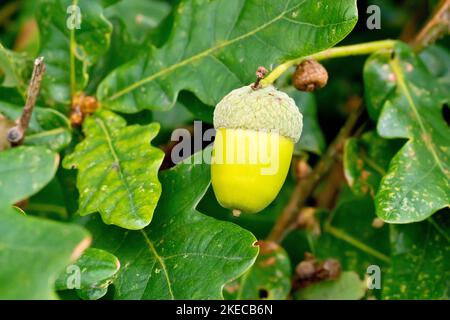 Roble Inglés o Pedunculate (quercus robur), primer plano de una sola bellota que sobresale entre las hojas de un árbol en el otoño. Foto de stock