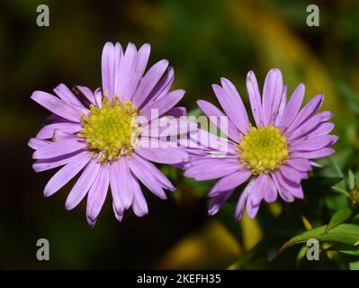 Otoño floreciente aster Symphyotrichum novi-belgii flor púrpura Foto de stock